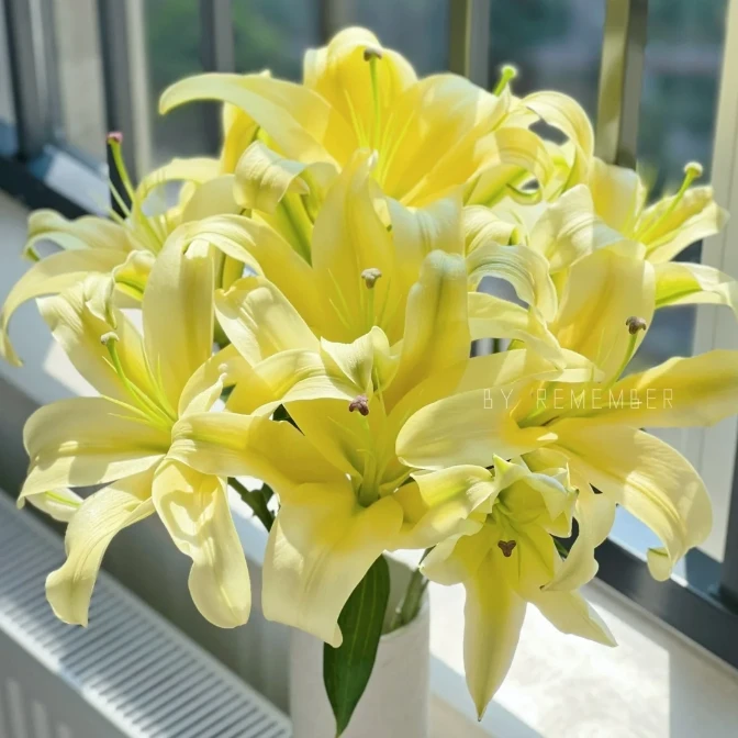 【探花甄选】皇帝百合 云南基地直发  两单顺丰冷链 治愈