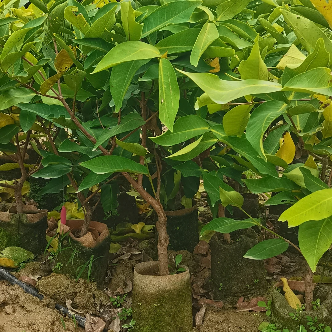 【青姐优选】黑糖芭比，白玉LW，原盆原土