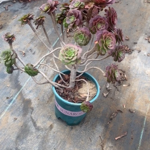 红桐257多肉植物法师不包断枝