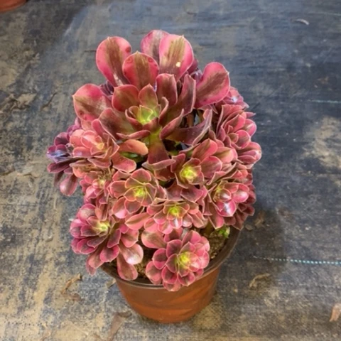 美杜莎多肉植物687