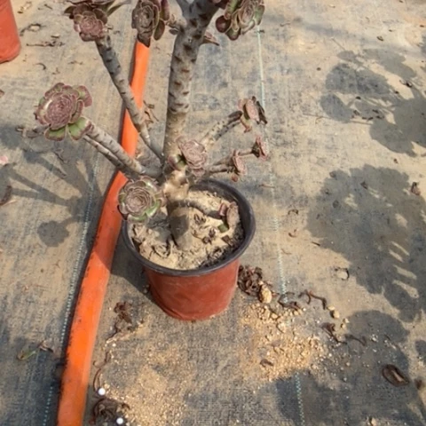 拉丝锦526多肉植物法师