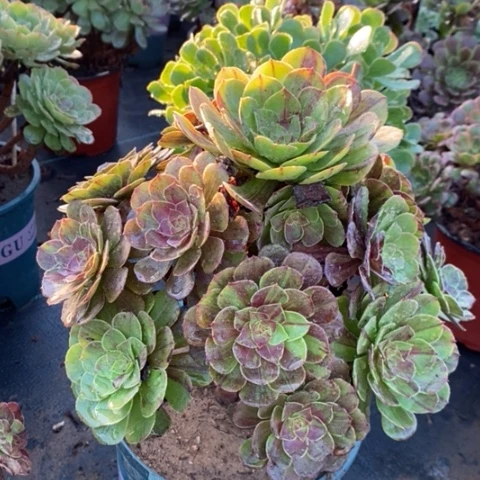 花月夜多肉植物022