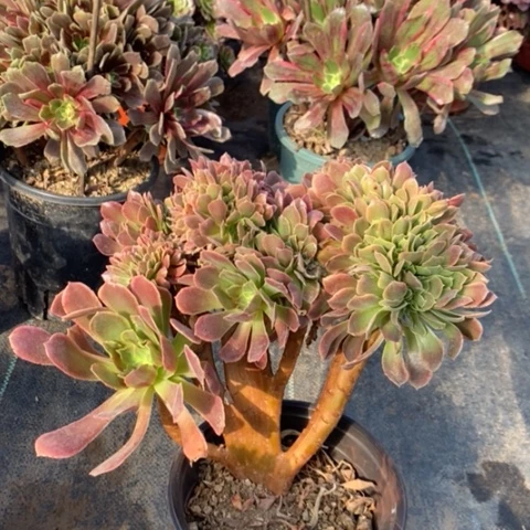 娜迦缀多肉植物022