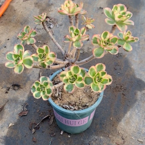 燕姿锦多肉植物684