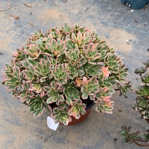 甜茶多肉植物0111
