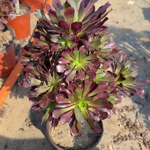 黑法多肉植物238