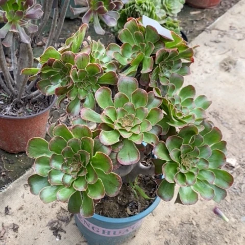 拉丝景多肉植物30