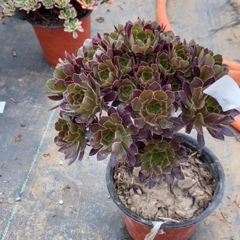 黑法多肉植物055