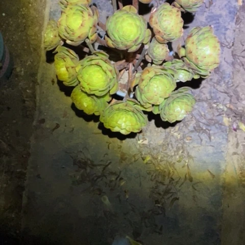 万拉丝132多肉植物法师