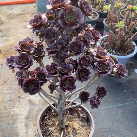 圆叶母本多肉植物714