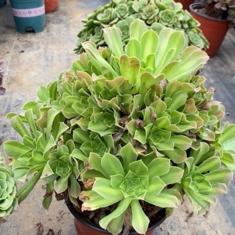 韶华中斑多肉植物041