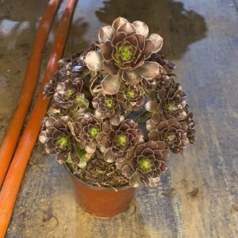 灰法多肉植物654