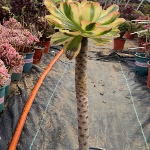 燕姿锦多肉植物058