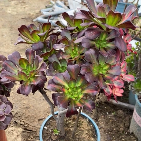 晚霞多肉植物012