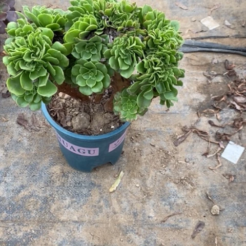 绿羊绒缀538多肉植物法师