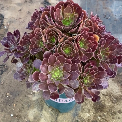 荷兰玫瑰多肉植物003