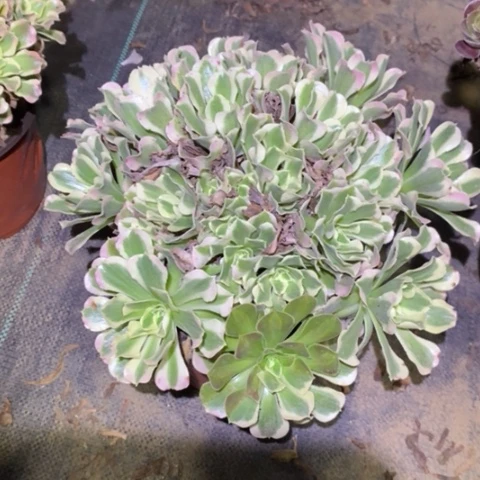 白凤多肉植物335