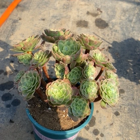 奶白多肉植物039