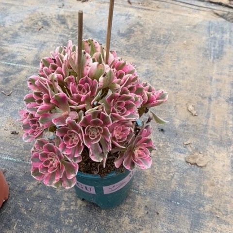 粉女巫多肉植物013