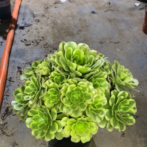 绿豆沙多肉植物027