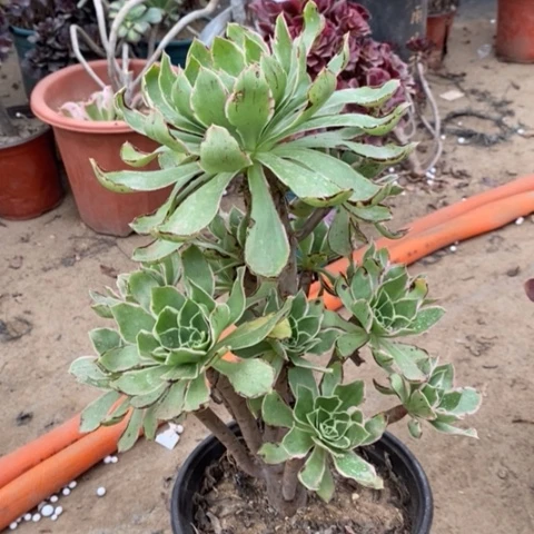 大叶绿玫瑰多肉植物332