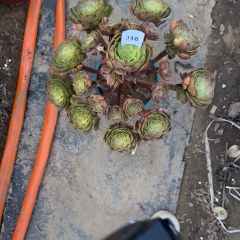 小*万圣节拉丝318多肉植物法师