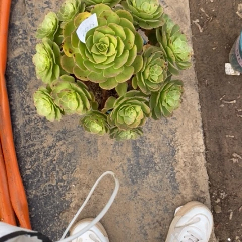 万圣节758多肉植物法师