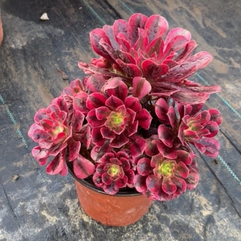 美杜莎多肉植物012