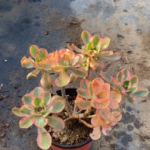 燕姿锦多肉植物049