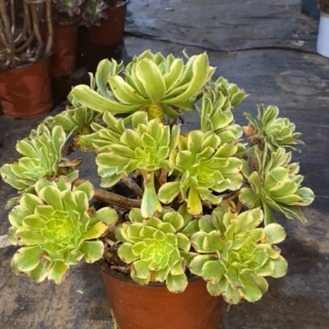 碧浪多肉植物688