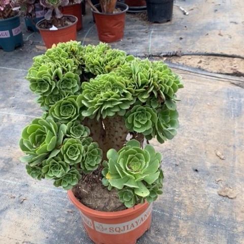 绿羊绒缀多肉植物001