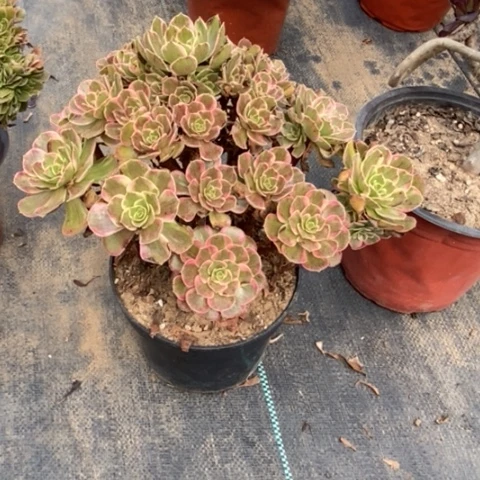 安娜多肉植物559