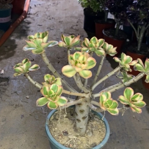 燕姿锦多肉植物055