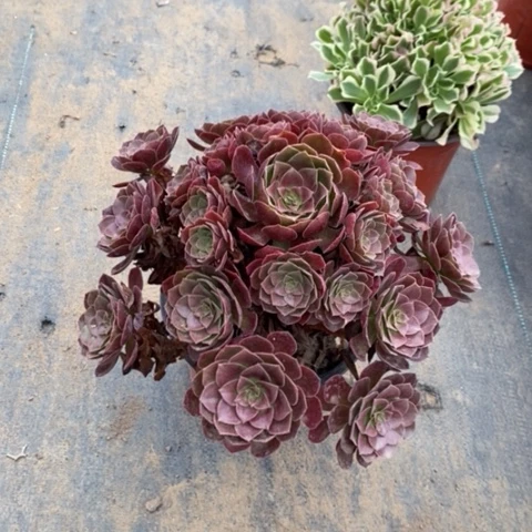 赤焰莲51多肉植物法师