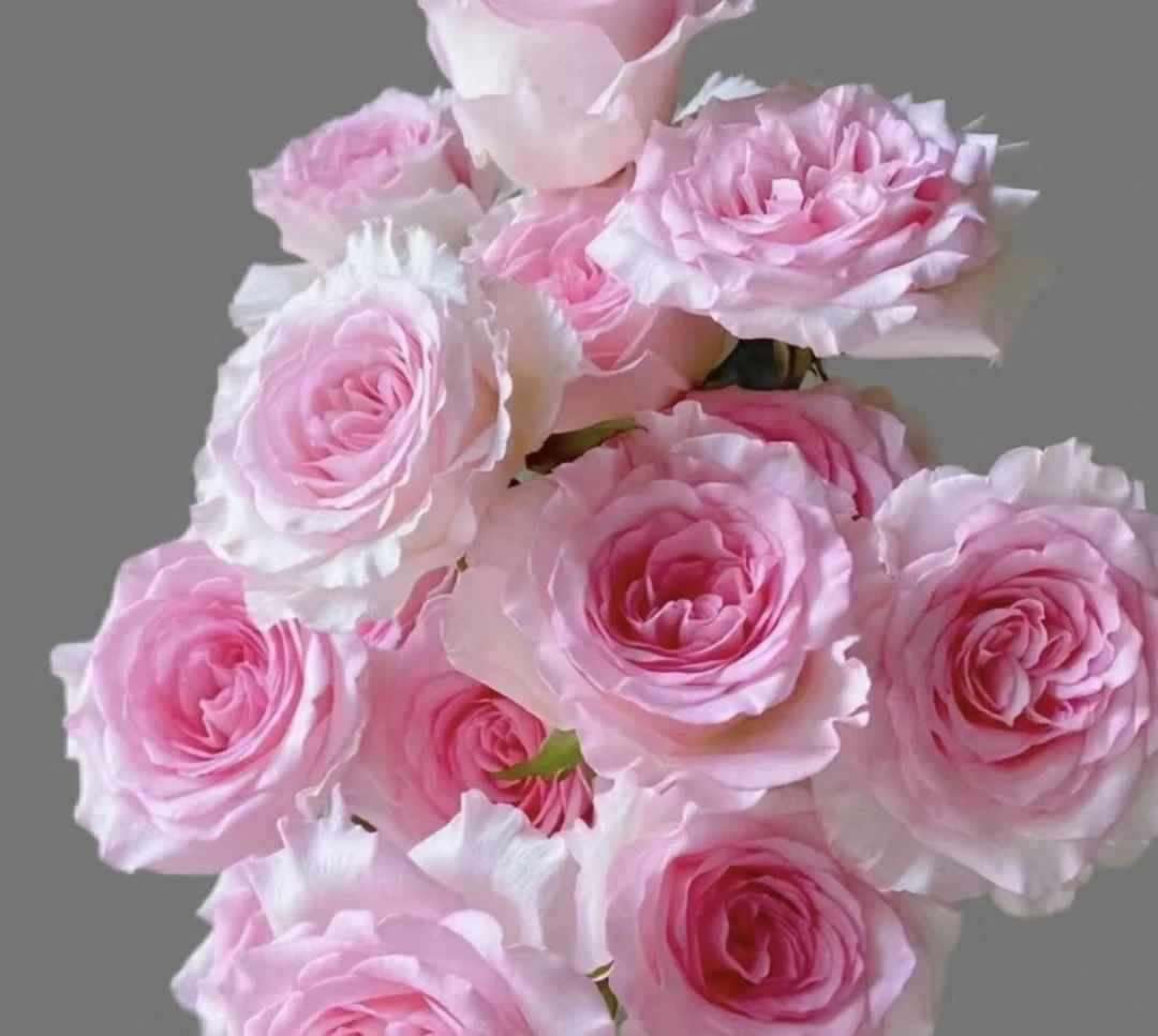 单头玫瑰洛神 1单中通2单顺丰包邮