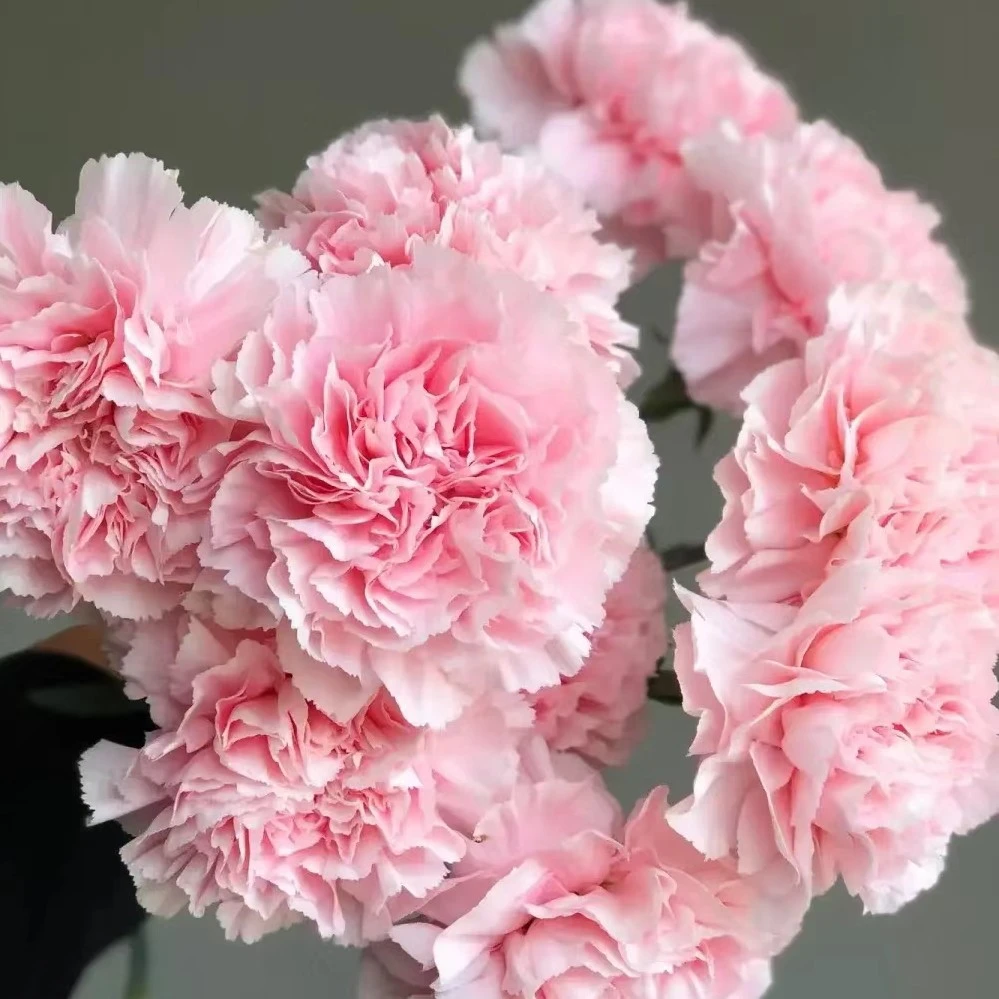 粉色康乃馨 1单中通2单顺丰包邮