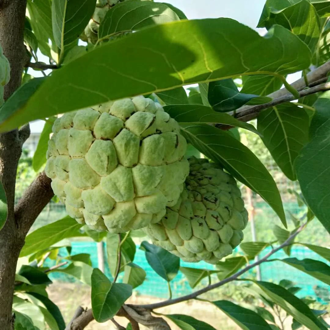 热卖正宗番荔枝又名番鬼荔枝凤梨释迦佛陀佛头果阳台庭院盆栽树苗