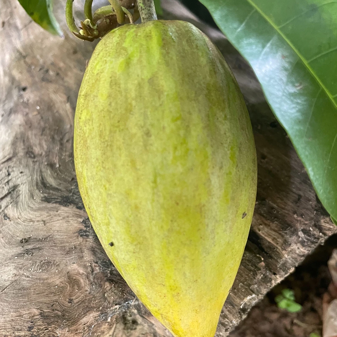 仙桃苗正宗耀堂大果仙桃鸡蛋果嫁接苗水分足南方阳台庭院盆栽树苗