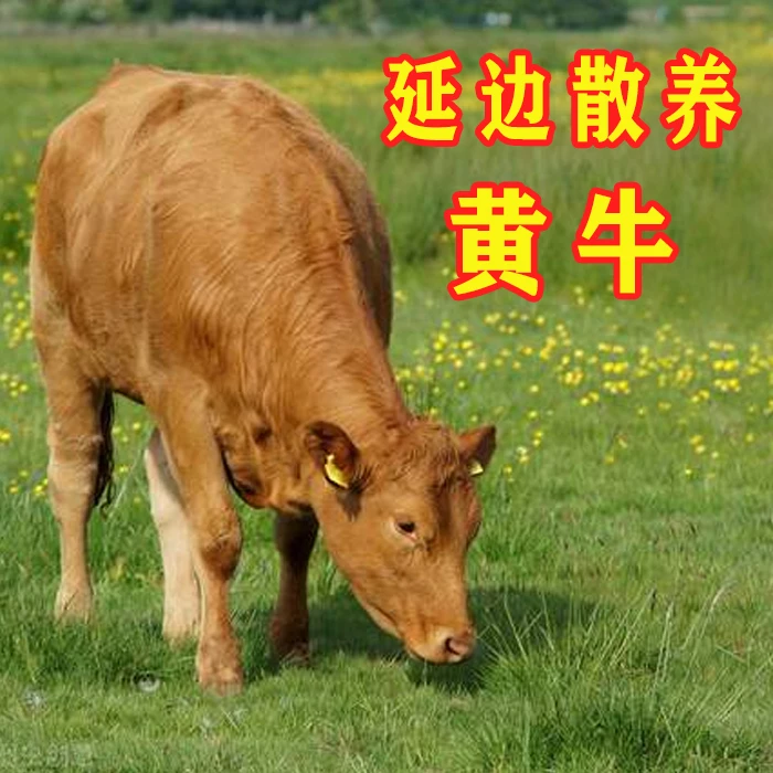 1•10延边黄牛 农家散养溜达牛 鲜牛肉 散装称重