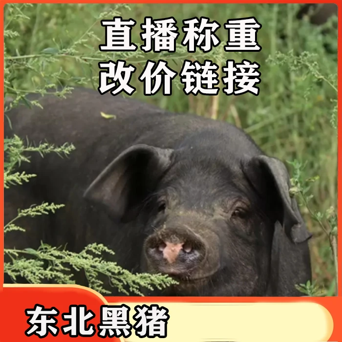 9.21东北散养跑山猪黑猪肉 【直播现场称重】