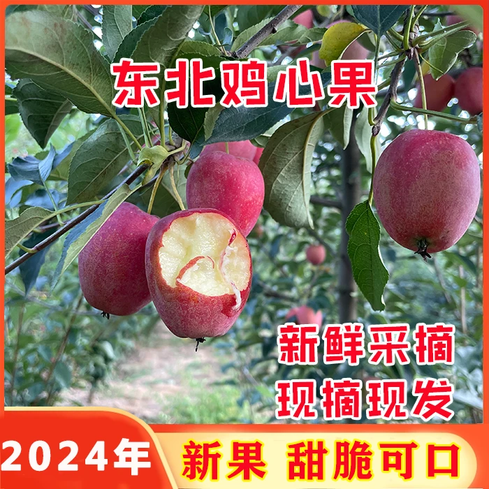东北延边鸡心果 甜脆可口 现摘现发 海棠小沙果3斤