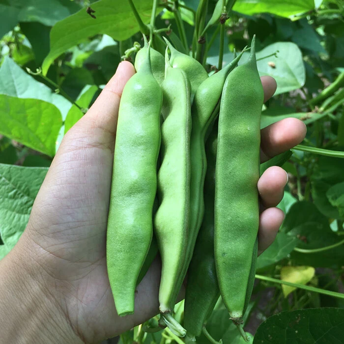 新鲜东北油豆角   农家蔬菜3/5斤