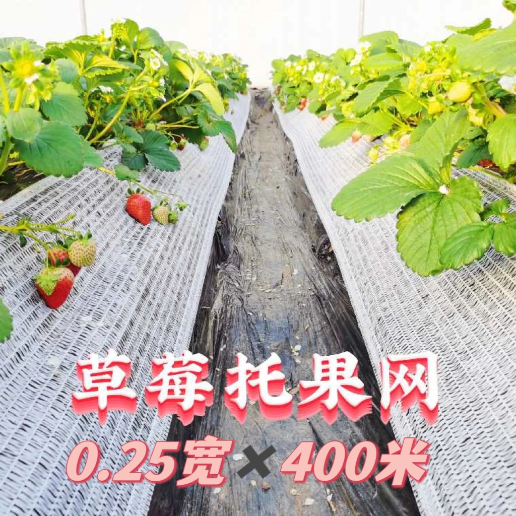 白色草莓托果网 减少烤果烂果