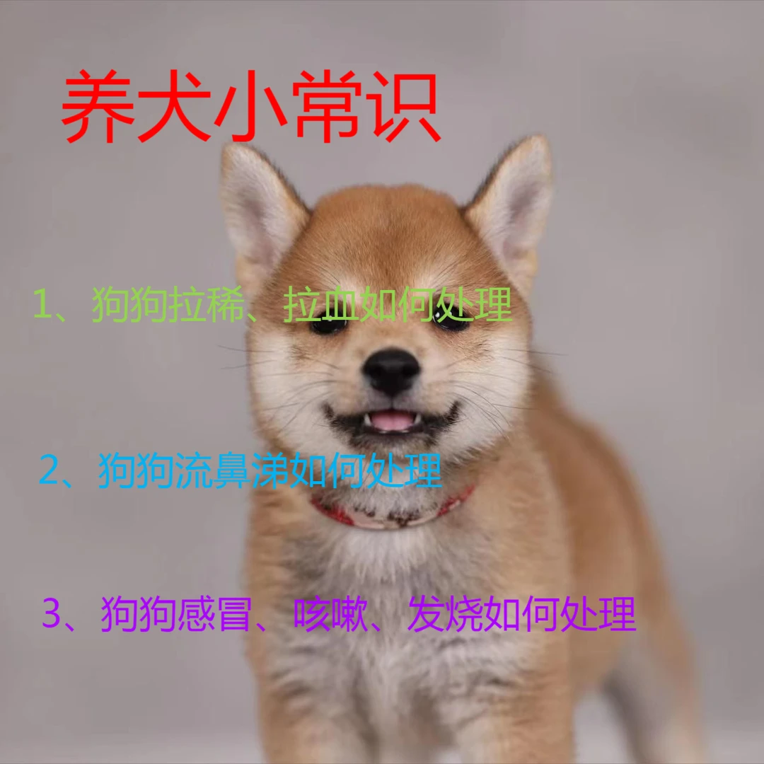小狗狗拉稀与感冒如何处理