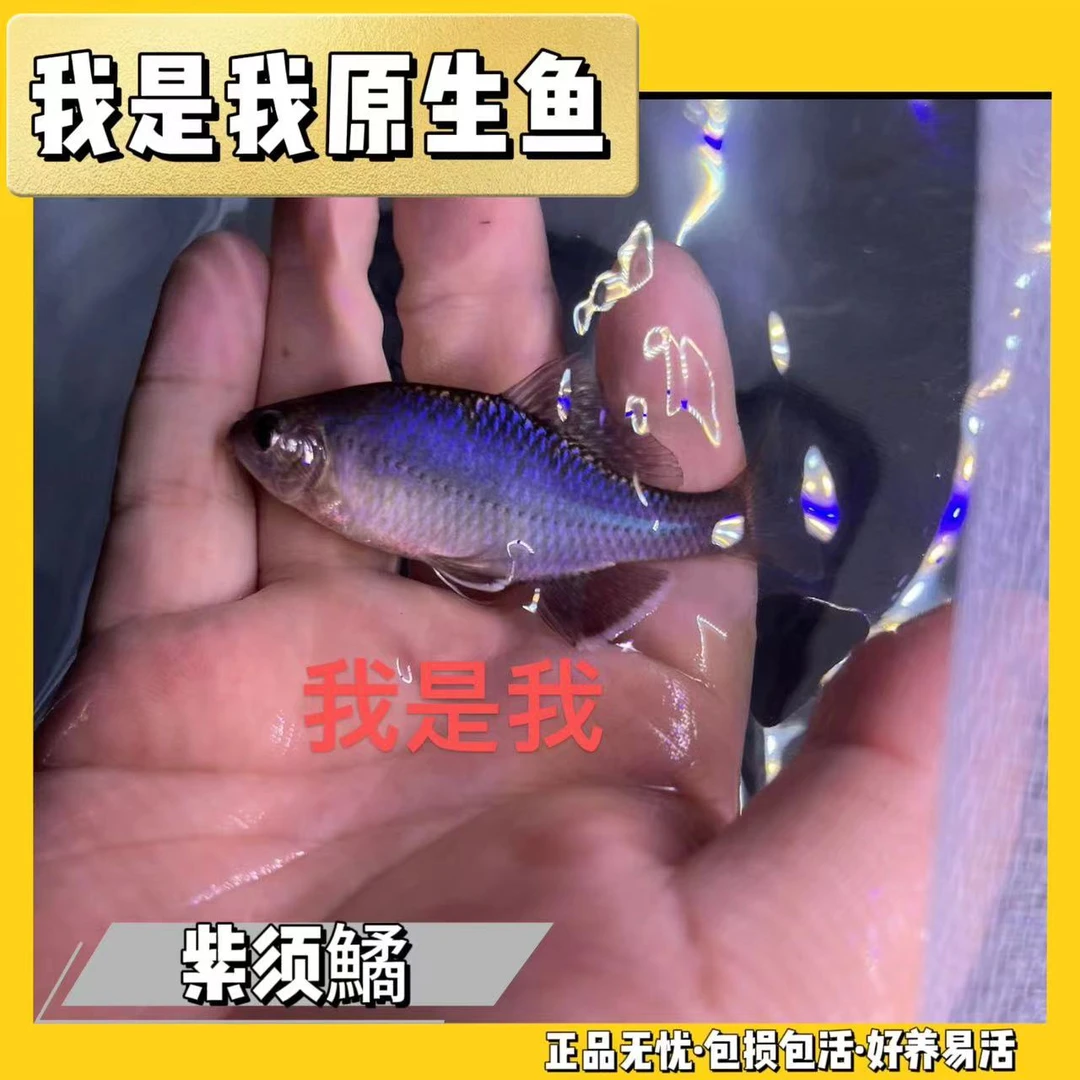 江西黑须鱊紫须鱊