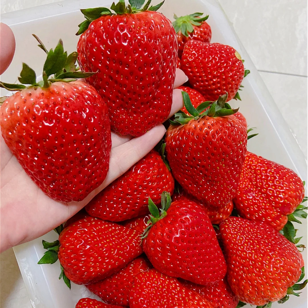 丹东九九草莓一份(250g左右）