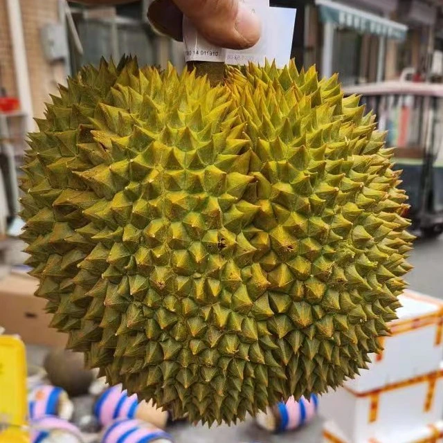 金枕榴莲