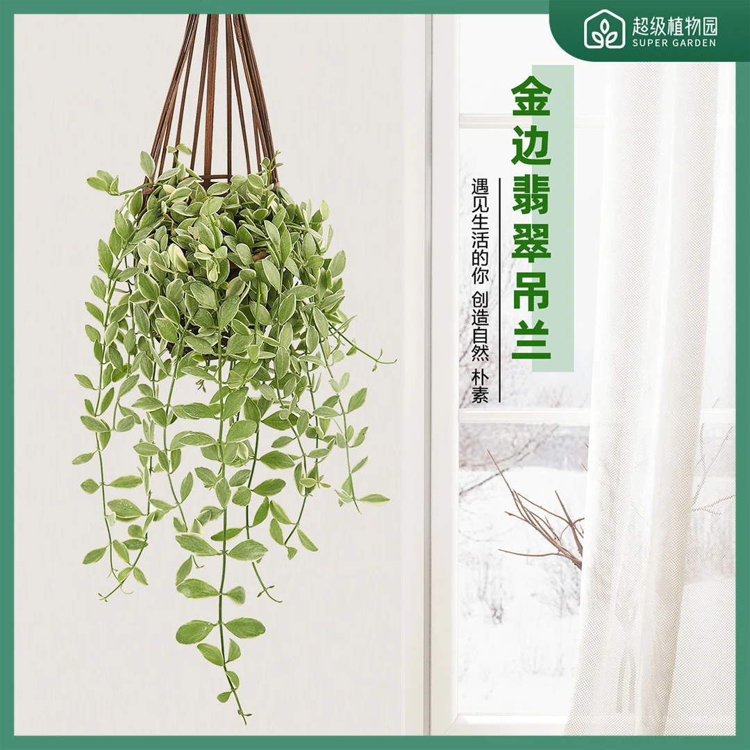 稀有金边翡翠多肉吊兰垂吊爬藤绿植盆栽阳台室内书房窗台