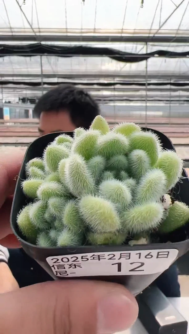 【闪购商品】信东尼多肉-12