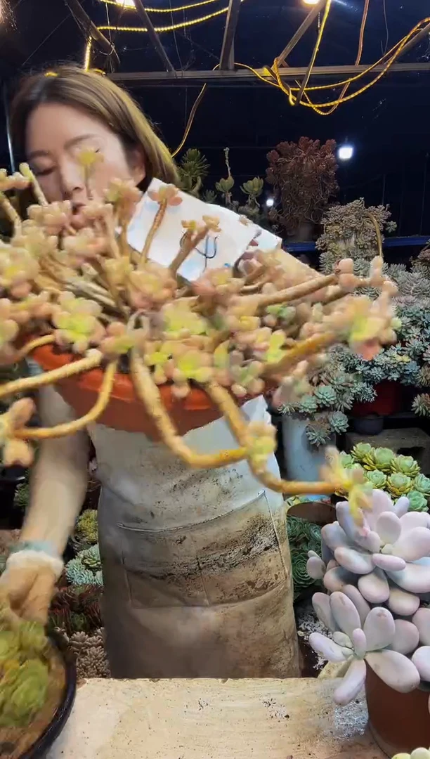 40号一物一拍脱土包邮